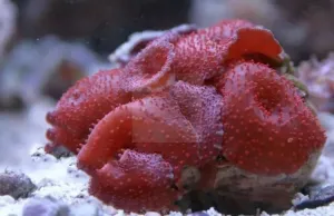 Cultured Mushroom Rock Red (Discosoma spp)