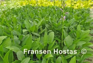 Green Necklace Hosta