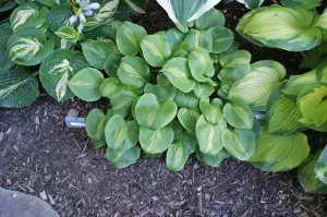 Olive Branch Hosta