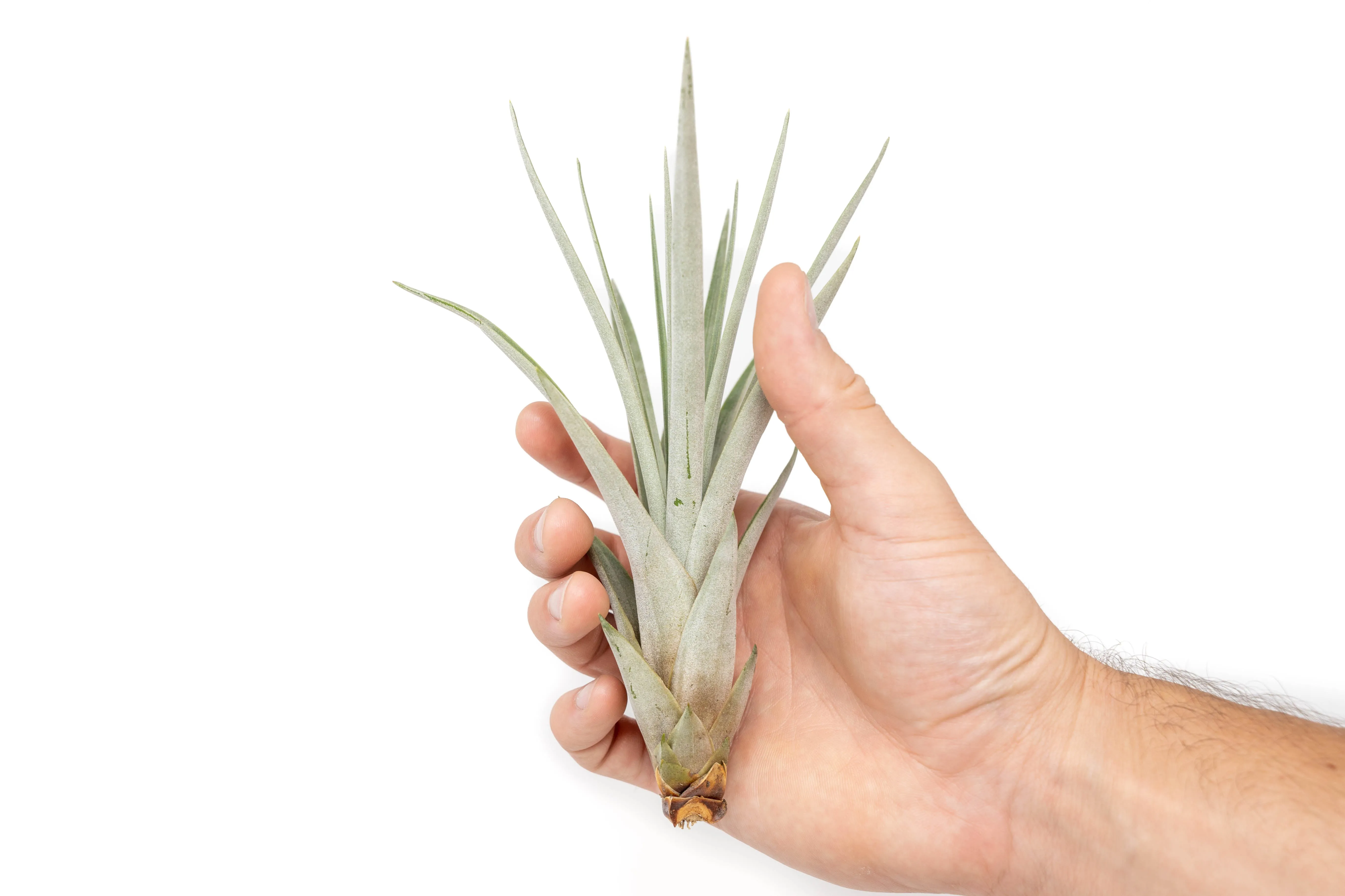 SALE - Large Tillandsia Fasciculata Tricolor Air Plants - Set of 5 or 10 - 50% Off